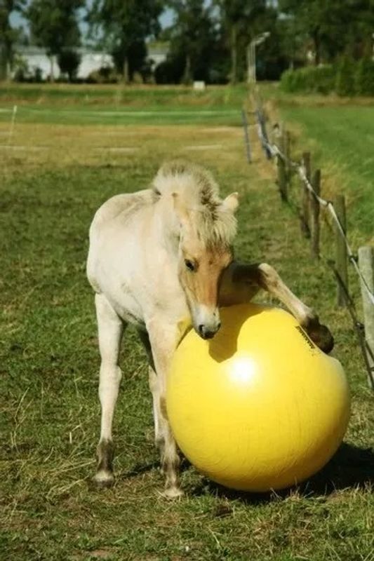 Maximus lekeball 100cm