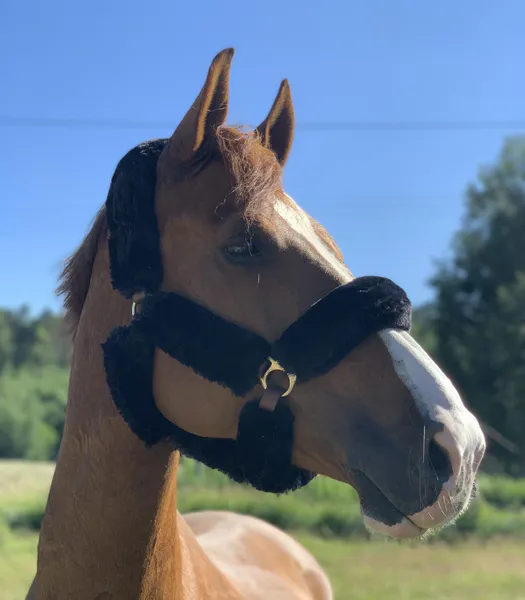 Hovedbilde Skoies Syntetisk Saueskinn Sett - Sort