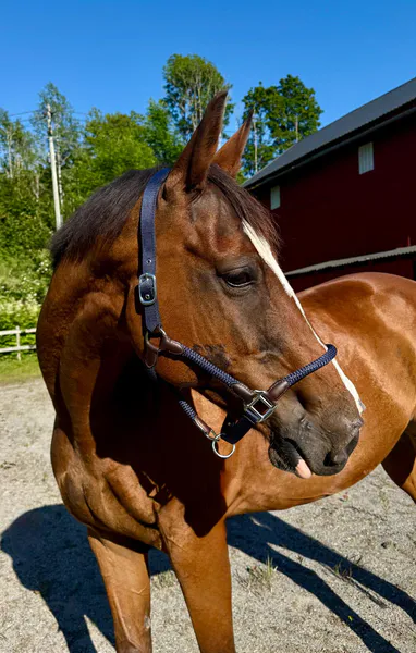 Hovedbilde SE Design Taugrime Sett