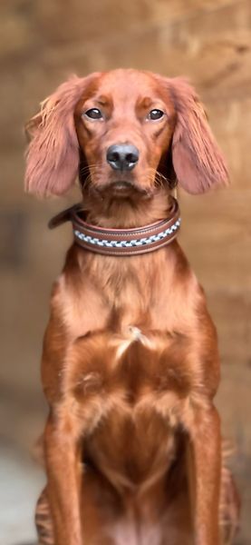 Hovedbilde Antares Leather Dog Collar
