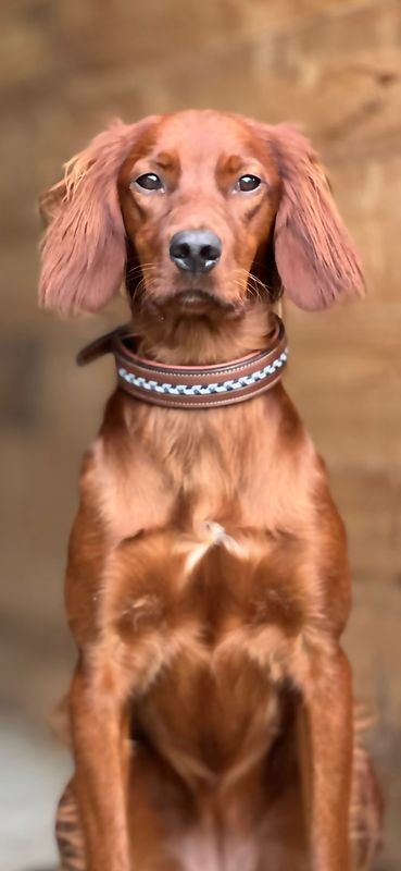 Antares Leather Dog Collar