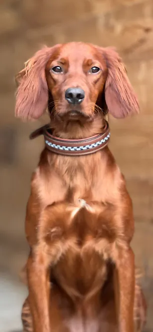 Hovedbilde Antares Leather Dog Collar