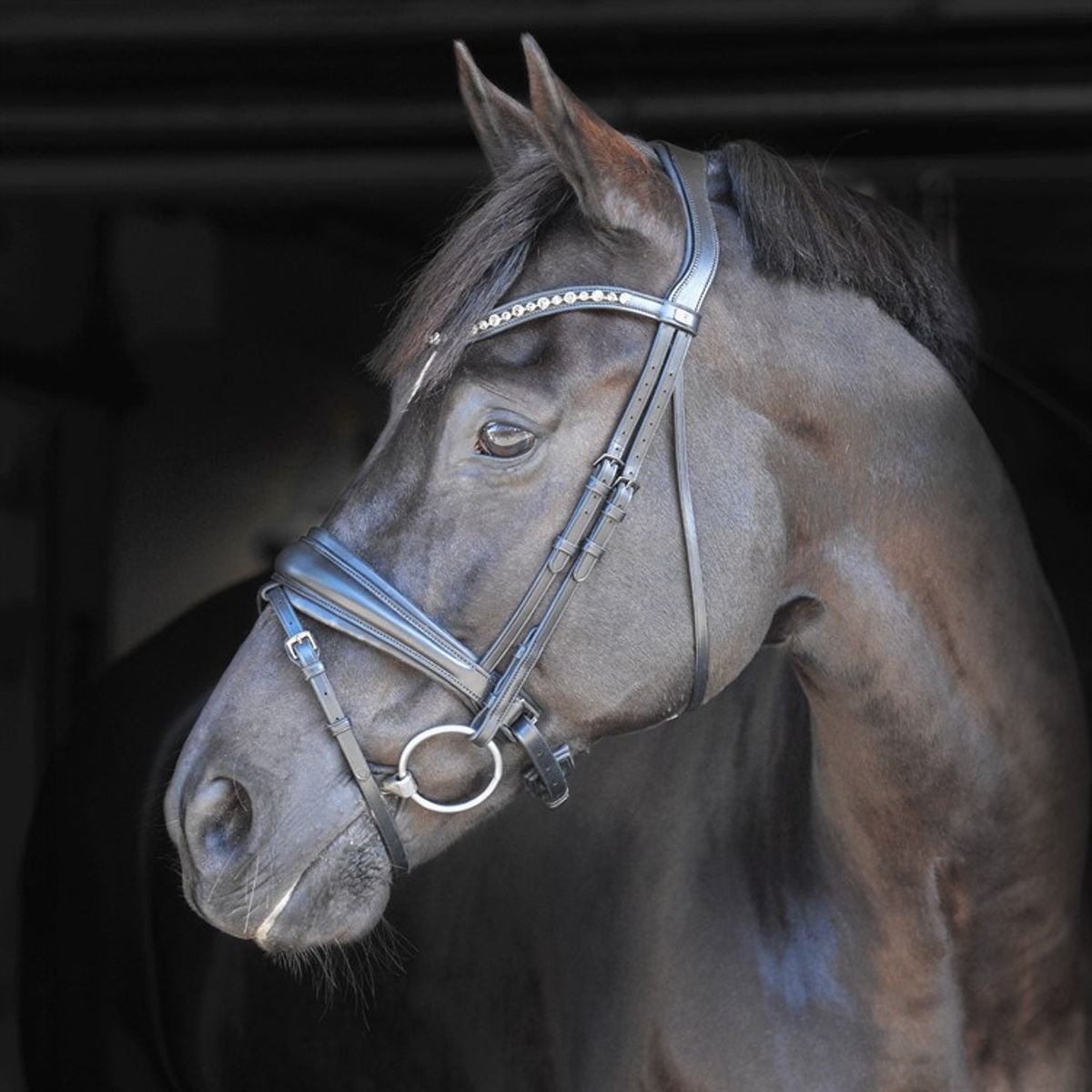 By Equalityline Helix Dressur Hodelag