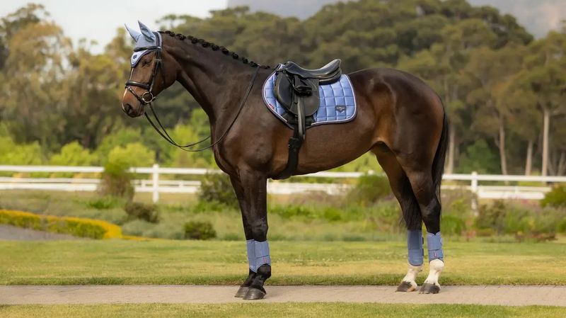 LeMieux Loire Close Contact Sprang Schabrak - Powder Blue