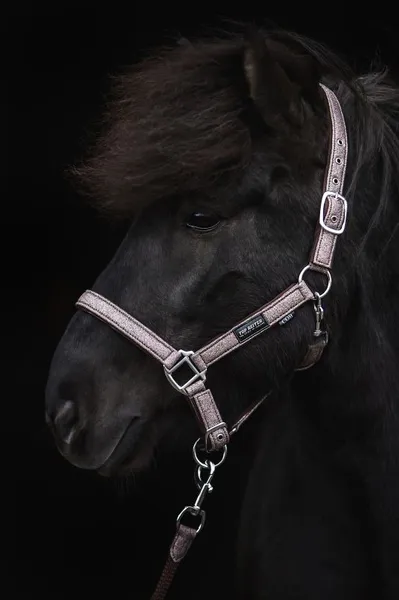 Hovedbilde Top Reiter Glitrandi Grimesett - Rosa 