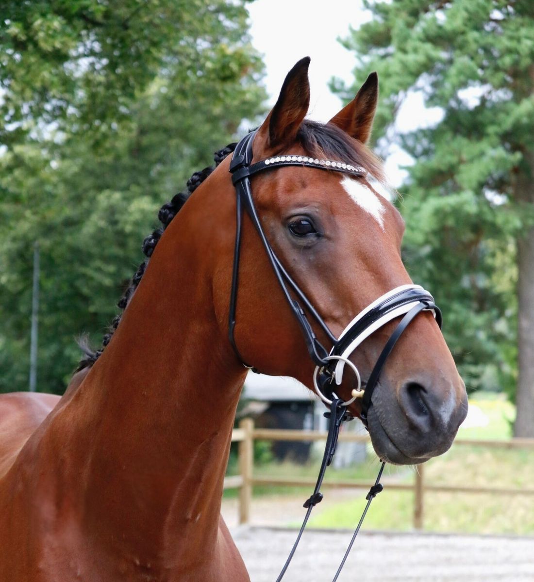 SE Design Granat Rundsydd Dressurhodelag