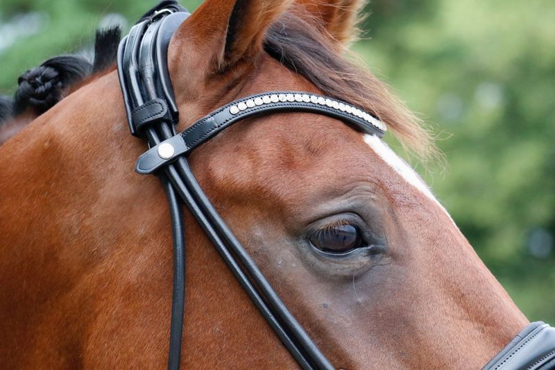SE Design Diamant Rundsydd Dressurhodelag