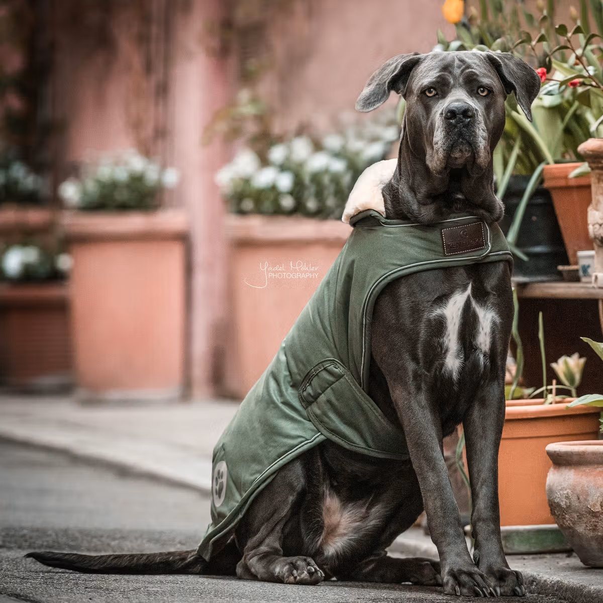 Kentucky Dog Rug Waterproof