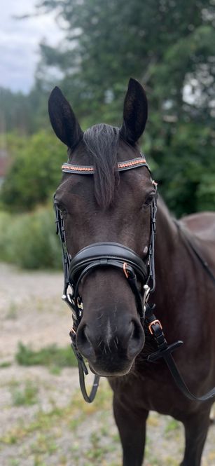 Hovedbilde SE Design Rubin Dressur Hodelag