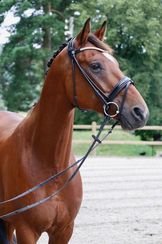 SE Design Zircon Rundsydd Dressurhodelag 