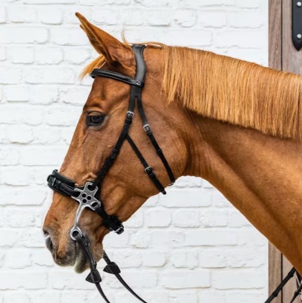 Hovedbilde Dyon Hackamore