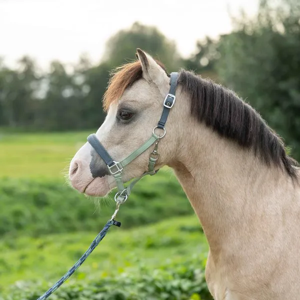 Hovedbilde HKM Barnie Grime