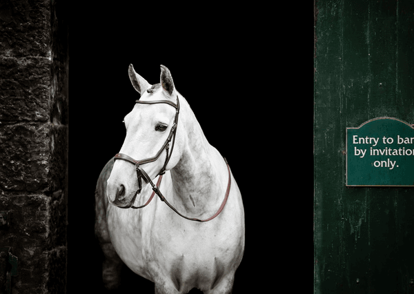 Hovedbilde Micklem Bittløst Hodelag 